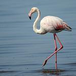 Flamingos / Phoenicopteriformes photo
