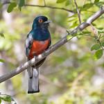 Trogons / Trogonidae photo