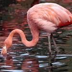 Flamingos / Phoenicopteridae photo