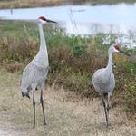 Cranes, rails and relatives / Gruiformes photo