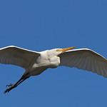 Medium Egret / Ardea intermedia photo call and song