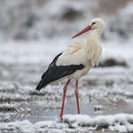 Herons, storks and relatives / Ciconiiformes photo