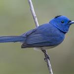 Черноголовый монарх / Hypothymis azurea птица фото голос