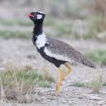 Bustards / Otididae photo