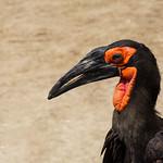 Ground Hornbills / Bucorvidae photo