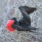 Frigatebirds / Fregatidae photo