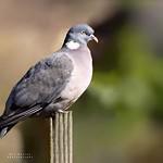 Pigeons, Doves / Columbidae photo