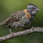 New World Sparrows / Passerellidae photo