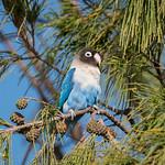 Parrots / Psittaciformes photo