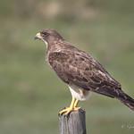Kites, Hawks, Eagles / Accipitridae photo