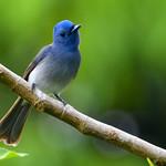 Черноголовый монарх / Hypothymis azurea птица фото голос