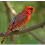 Cardinals & Allies / Cardinalidae photo
