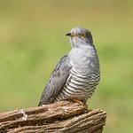 Cuckoos / Cuculidae photo