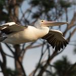 Pelicans / Pelecanidae photo