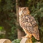 Owls / Strigiformes photo
