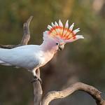 Cockatoos / Cacatuidae photo