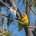 Old World Parrots / Psittaculidae photo
