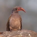 Hornbills and relatives / Bucerotiformes photo