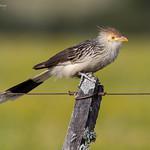 Cuckoos and relatives / Cuculiformes photo