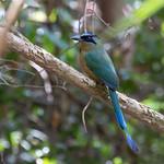 Kingfishers and relatives / Coraciiformes photo