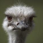 Ostriches / Struthionidae photo
