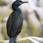 Cormorants, Shags / Phalacrocoracidae photo