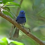 Черноголовый монарх / Hypothymis azurea птица фото голос