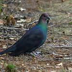 Black Wood Pigeon Columba Janthina Photo Call And Song