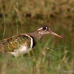 Painted-snipes / Rostratulidae photo