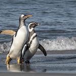 Penguins / Spheniscidae photo