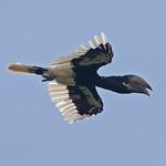 Brown-cheeked Hornbill / Bycanistes cylindricus photo call and song