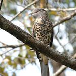 Cuckoo-roller / Leptosomidae photo