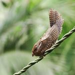 Гуахаро / Steatornithidae фото