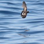 Northern Storm Petrels / Hydrobatidae photo