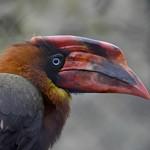 Hornbills / Bucerotidae photo