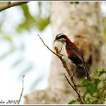 Sunda Scimitar Babbler / Pomatorhinus bornensis photo call and song