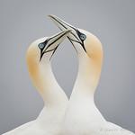 Gannets, Boobies / Sulidae photo