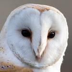 Barn Owls / Tytonidae photo