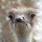 Ostrichs / Struthioniformes photo