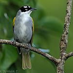 Black-crowned Palm-tanager / Phaenicophilus palmarum photo call and song